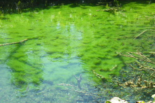 Pond Scum and Algae No More...