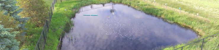 Ponds/dugouts provide water for a wide variety of uses for their owners, including domestic supplies, livestock watering, crop spraying, fishing, recreational uses and more. Aeration is generally accepted as an inexpensive way to improve pond water quality. This article debunks some of the most common myths about pond aeration.
